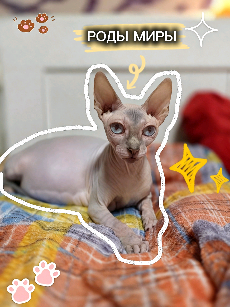 05/12/2025 Мира родила пятерых котяток! Рассказываю, как это было.  #сфинкс  #новорожденныекотята #родыкошки #кошкародила #лысипопи 