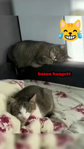 #demikanimal #dubbinghewan #dubbinglucu #dubbingindonesia #videolucu 