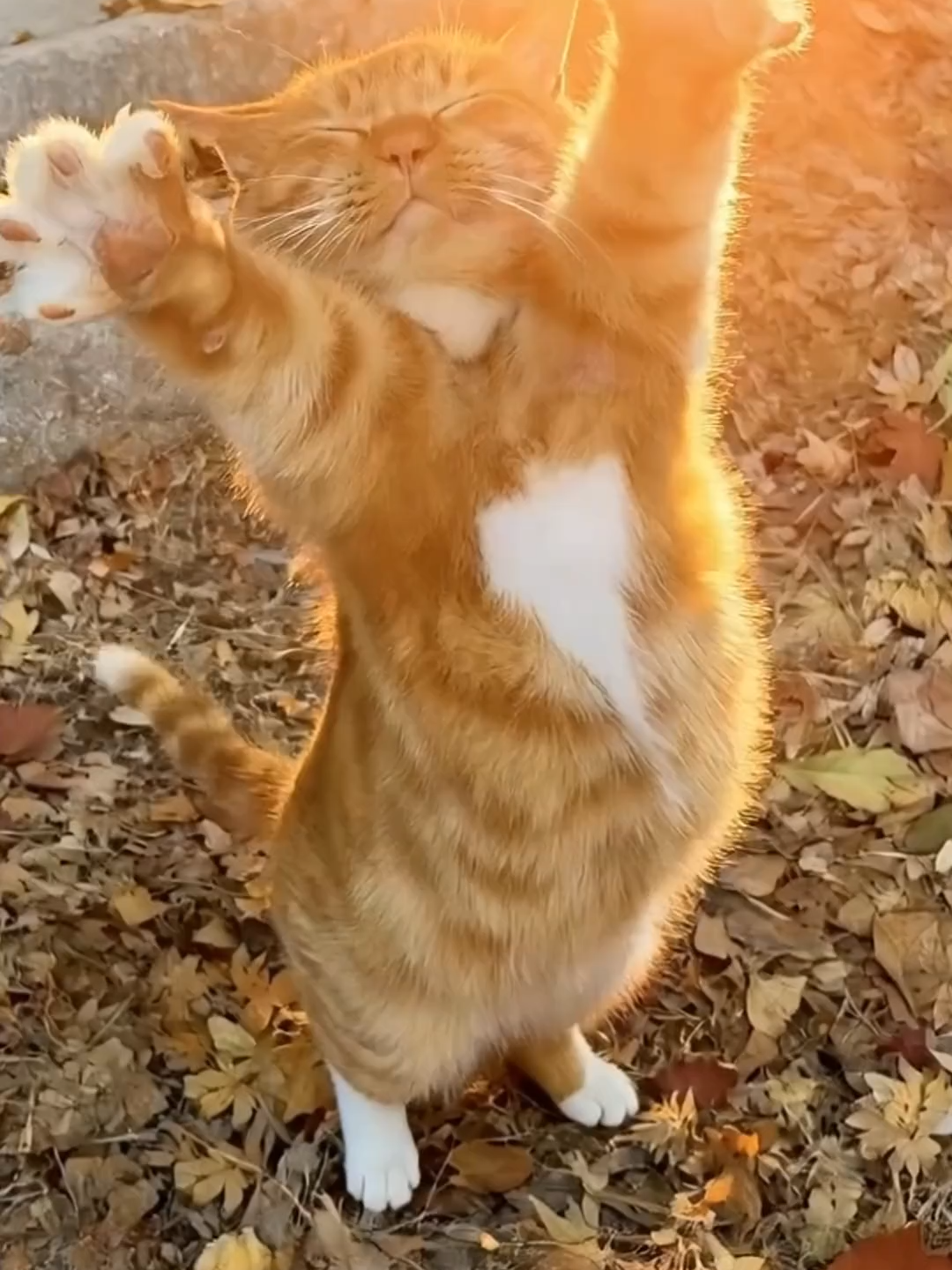 Chút ấm áp mỗi ngày, ôm ôm#cat #pet #cute #funny #relax #xuhuong