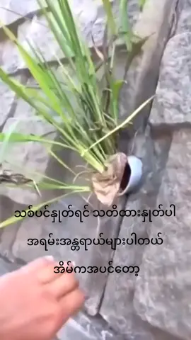 #သတိထားဆင်ခြင်ကြပါ 🤧