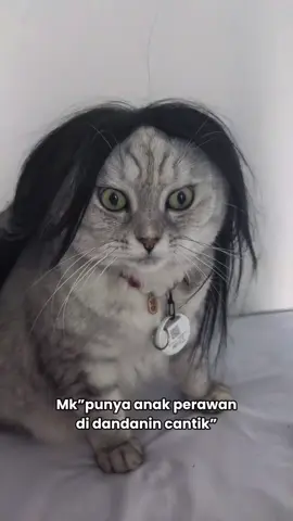 Kiw kiwww . Ayu pulang dari salon nih . Mau nyari bujang komplek #konten #fyp #viral #kucinglucu #anabul #lucu #catlovers #kucingtiktok 