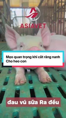 Mẹo quan trọng khi cắt răng nanh cho heo con #asiavetvietnam #nuoiheo #heocon #benhheo 