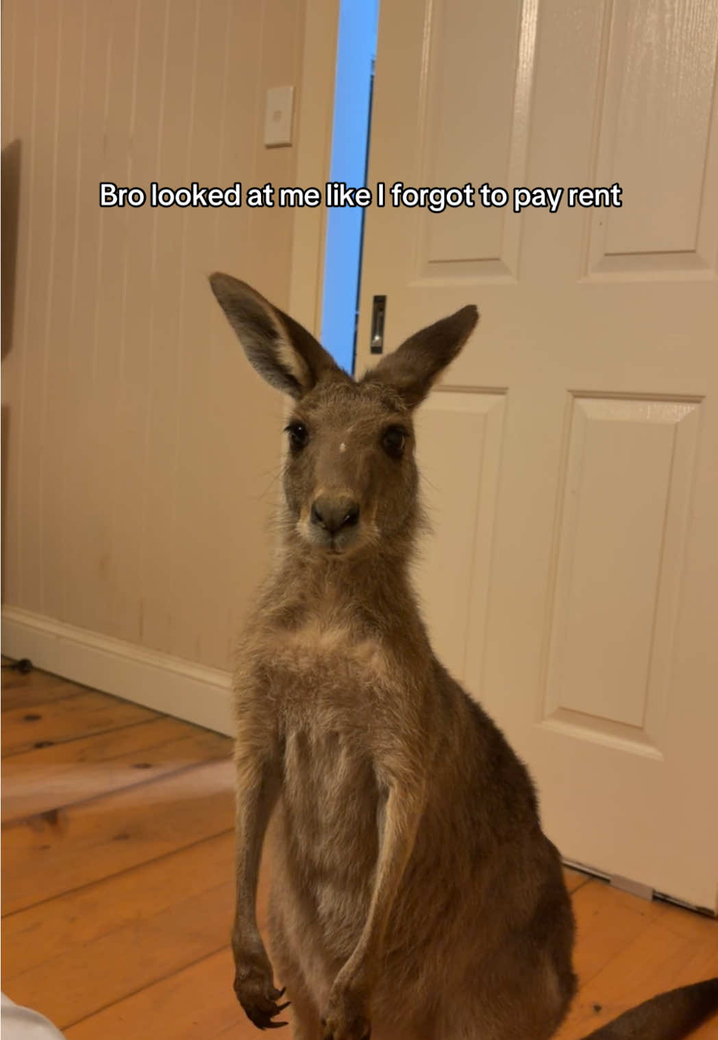 I swear he owns the place 💀🦘 #australia #kangaroo #aussie #downunder 