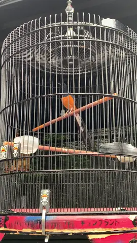 Kretekan serak2 becek 😂 #kicaumania #muraibatuindonesia #kicaumaniaindonesia 