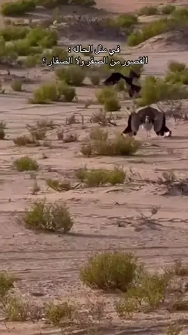 عطونا رايكم ✋🏻 . . . . . #طير #صقر #قنص #مقناص 