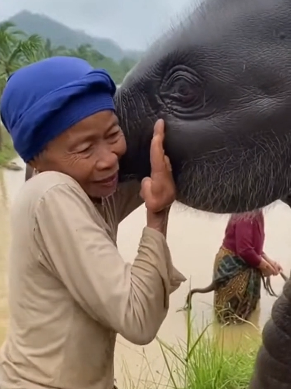 Detik-detik anak gajah ditolong seorang nenek dan emak-emak ketika banjir.  #banjir #banjirbandang #sumaterabarat #sumatera 