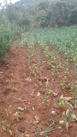 #machakosuniversity #machakostiktokkenya #kambatiktokers #kituitiktokers #benganation #treanding