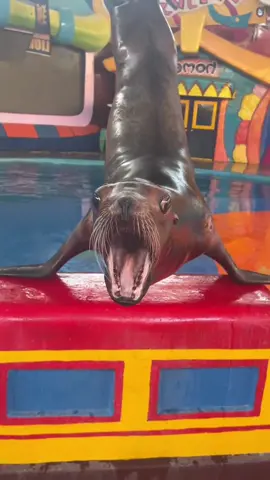 Funny sae lions 🤣🥰#sealion #funny #fyp #tiktok #usa🇺🇸 