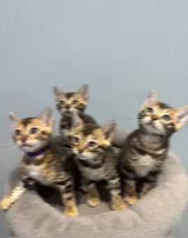 Cute Bengal kittens for good homes  2 available ***Here I have a litter of 5 absolutely beautiful little girls! They are all perfectly healthy little bundles of joy. Mum is half bengal as is dad who belongs to a neighbour and they both have the most loving temperaments, the kittens are handled regularly by myself and my children so they love cuddles! and they are used to all busy household noises as well as dogs which is always a bonus.. they will be weaned onto dry complete kitten food and will enjoy a different variety of cooked meats alongside mum..these babies will all be wormed and flead to date before leaving #bengal #bengalkittensforsale #kittensoftiktok #kitten #bengalkitten 