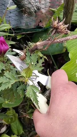 Pruning shears for flowers and fruit trees#gardening #recommendation #pruning #PlantLover #musthaveproducts 