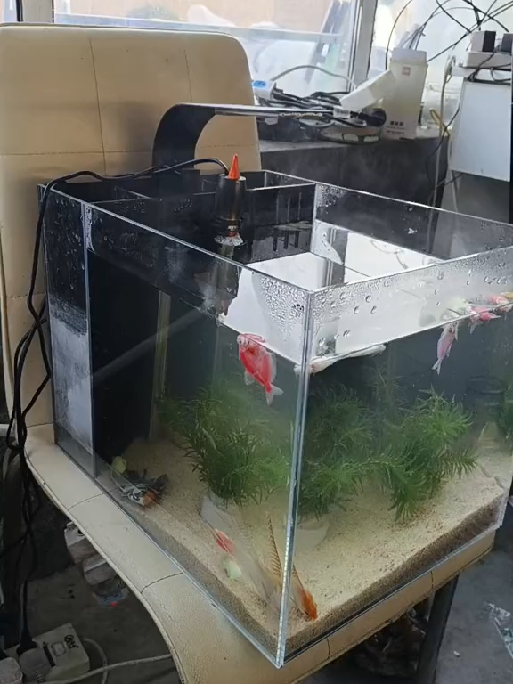 Riêng sưởi thì ko nên dùng loại rẻ tiền nhé các bác. Có khi chết cả người đấy. #cácảnh #bểcá