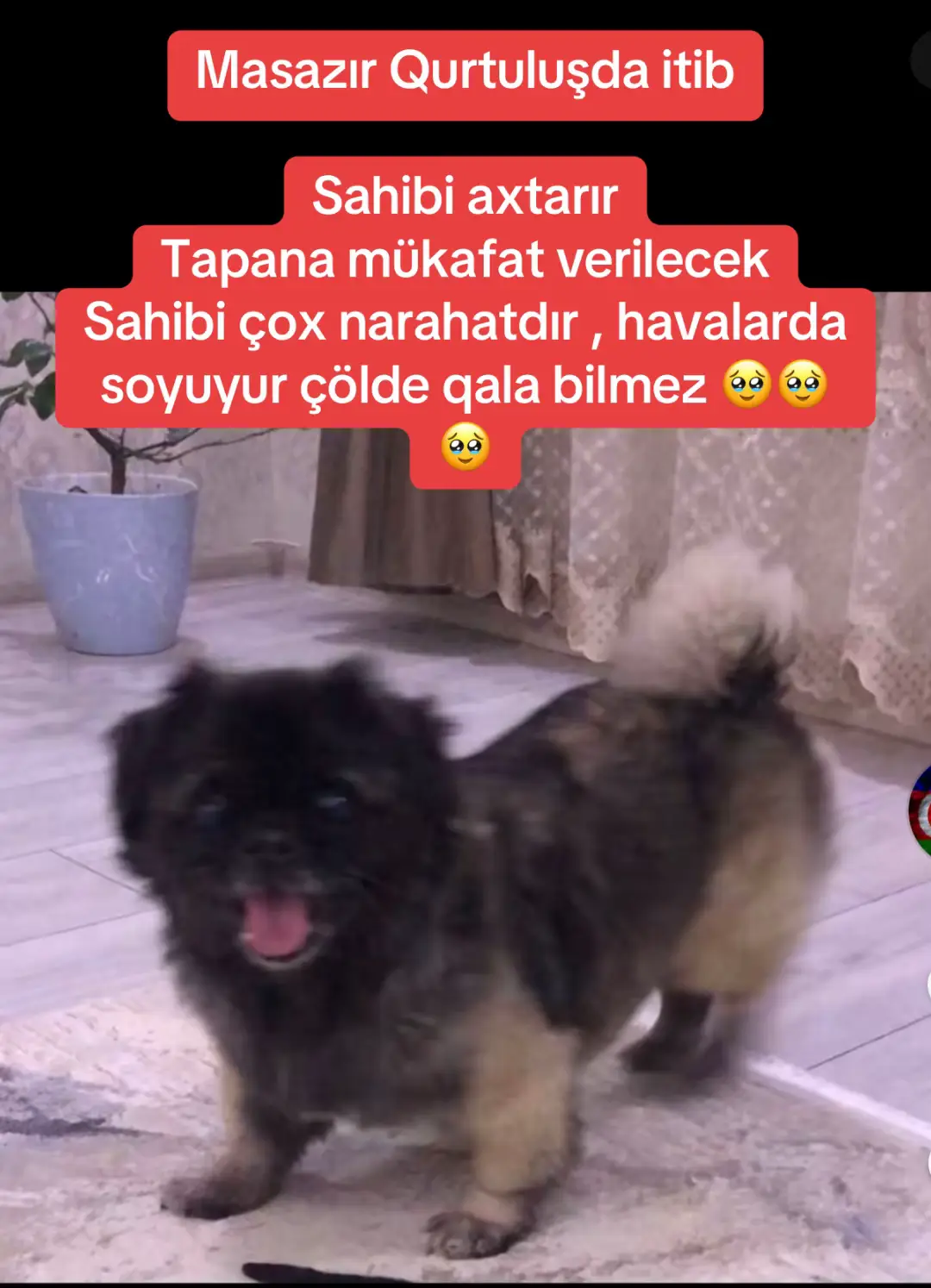 #keşfet #tiktok #animals 