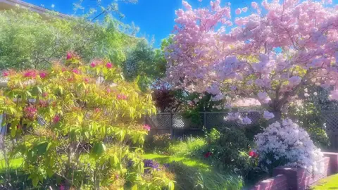 Dưới tàn cây, ánh sáng rơi thành từng vệt mỏng, và hương hoa len qua đó như một bản nhạc không lời...  #bachmaudon #hoamaudon #baimudan #baimudan03 