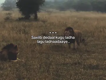 e Well.. . . #fyp #foreyou #somalitiktok #lander 