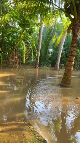 Hôm nay nước lại lên #nuocngap #nuocnoimientay #bentre71🌴🥥 #mientay 