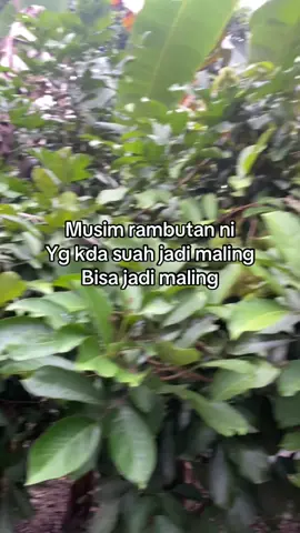 Mana neh maling bahari#fyp #lewatberanda #foryoupage #moots? #yxzcba 