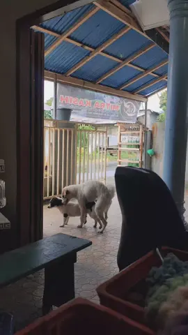 #taksogoktaksogok #kerikerikeri #fyp #zxycba #moots? 