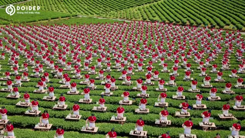 ✨MV CHÍNH THỨC: TIẾT MỤC ĐỒNG DIỄN NGHỆ THUẬT PHA TRÀ THEO PHONG CÁCH VIỆT TRÀ THỨC.✨   1.111 Trà Nương đã làm nên một bức tranh rực rỡ khi cùng hoà chung nhịp đập, cùng chung điệu múa pha trà để làm nên lịch sử, xác lập kỷ lục Việt Nam. Khoảnh khắc ấy là một lời khẳng định và lan tỏa giá trị tinh tế của nghi lễ trà truyền thống trong việc bảo tồn và phát huy di sản văn hóa phi vật thể của dân tộc. #Worldtea #worldteafest2025 #LeHoiTraQuocTe2025 #doidep #khongthethieunhau