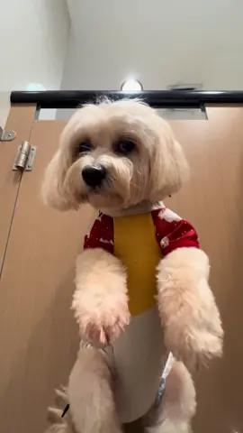 Sorry behh, need kitang isabit kasi bawal kang iwan sa labas 😅 #funnyvideos #dogmeme #trending #fyp #noanimalswereharmed 