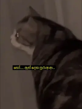 යන්නම්ම්ම්ම් යන්නම්ම් යන්න කිව්වම😞💔 #srilanka #viral #memevideo #meme #tiktok 