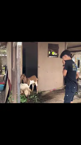 Cieee #fyp #gwsm #gsky #gwsmlovers👹 #kusumawaraoffiocial👹😻 