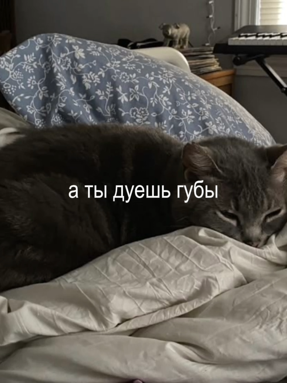 #фладда #лсп #песни #song #fyp 