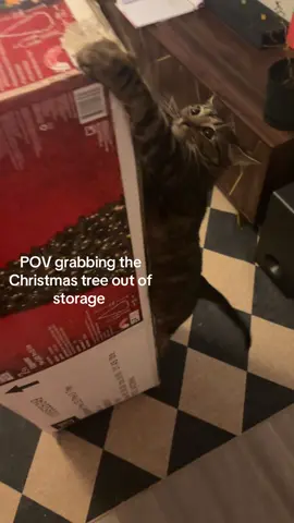 Look at her wiggle her tail lol #catsoftiktok #fypage #christmascountdown #billie #cat 