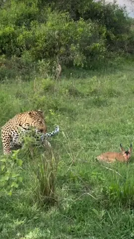 #wildifeanimals #AnimalLife #wildife 