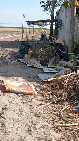 chặt hom buổi chiều... nắng.... #cuocsongthuongngay  #mi_na  #70tayninh 