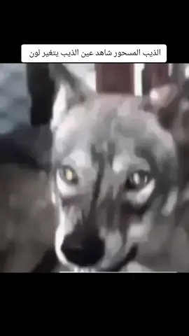 #ابو_نمر_الجنوبي_العراقي 