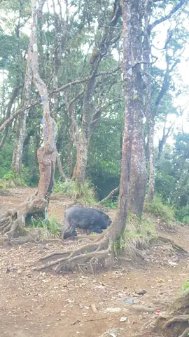 Ada icaaa dipos 8 Cikuray via pemancar wkk #pendakigunung #pendaki #cikuray