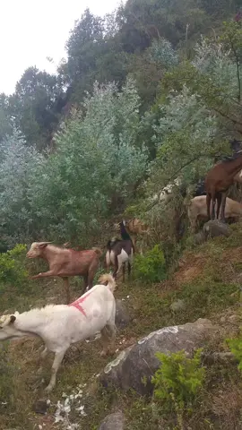 #ኢትዮጵያ_ለዘለዓለም_ትኑር🇪🇹🇪🇹🇪🇹ኩራቴ #😍😍😍😍😍😍😍💚💚💚💚💚💚💛💛💛💛💛💛❤️❤️❤️❤️❤️❤️❤️ 