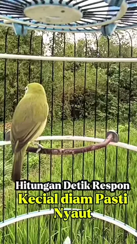 Kecial malas bunyi dengar ini langsung respon #pleci #kecial #fyp #kecialkuning 