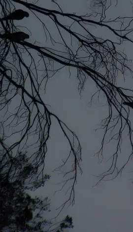 #B͜͡L͜͡A͜͡C͜͡K͜͡#jawi_bila🌊❤️🌴 #somalilyrics🌺😕💎 