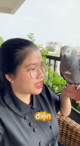 Ba trốn đi nhậu mà còn để heo biết là ba xong rồi #pet #vẹtheo #vettenheo #vettenheonoichuyen #xh 