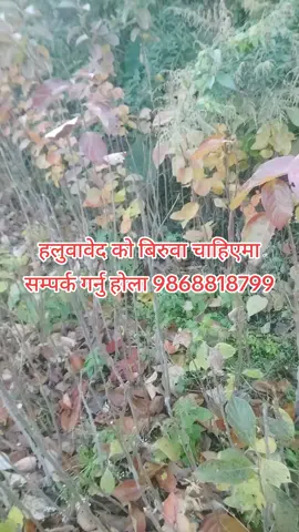 #हलुवावेद को बिरुवा चाहिएमा सम्पर्क गर्नु होला 9868818799