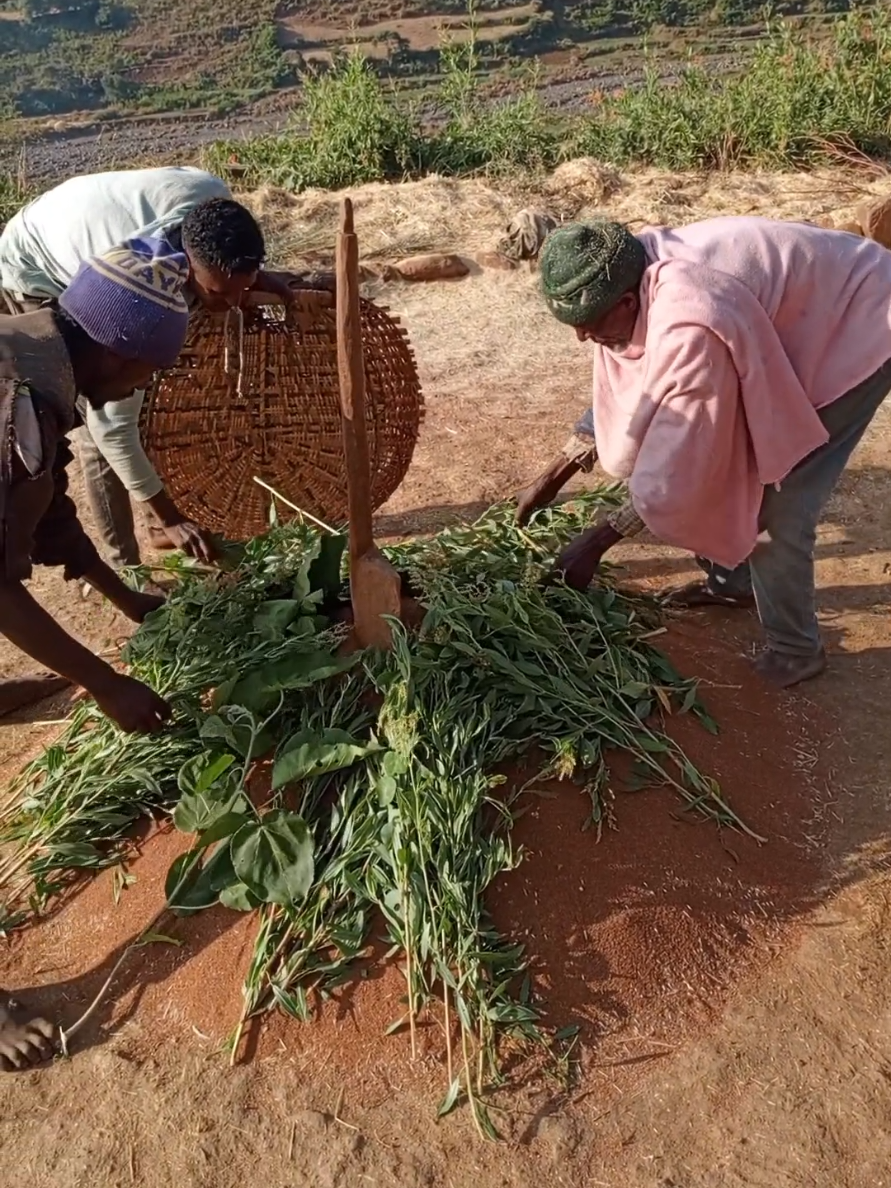 የምርት አከባበር ስርዓት በእኛ አካባቢ #farminglife #ethiopianfarmer #Lifestyle 