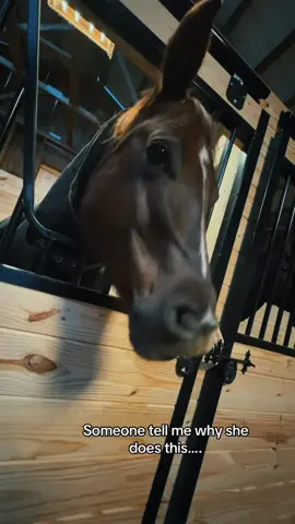 The horse’s mouth is very funny #horse #horses #horsesontiktok #farm #funlife #farmlife #funny #animals #funnyvideos #fyp 