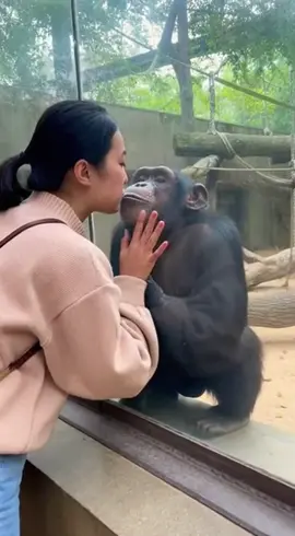 🦧🦍#🦍 #🦧 #PetsOfTikTok #funnyvideos #ahh #funny 