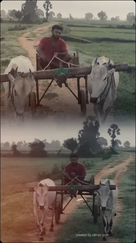 #காளையின்_காதலன் 💪🔥