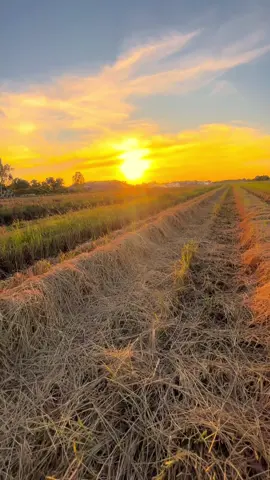 ☹️#ธรรมชาติบ้านนอก🍃 #วิวบ้านนอก🍃 #ยืมลงสตอรี่ได้น่ะ #ทุ่งนาตอนเย็น #หนองบัวบัวลําภู 