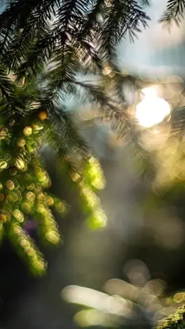 #islamic_video #wacdi_iyo_waano #sheikxuseencalinabuuti #@1.M SHEEKH XASAN CALI.JABUTI🕌 @Muniir Aadan ⚡ @Xamda Abshir🦋🌱✨️ @عبد الرحمن  ادم @ILYAAS1033 @Q o s l a y e 