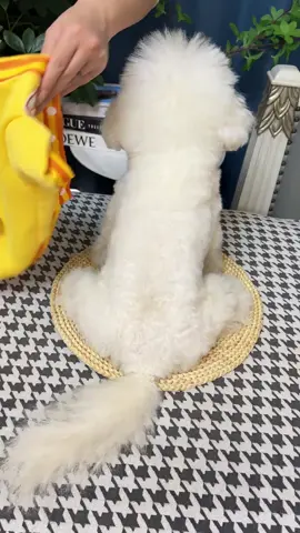 áo cho cún#pest #xyzbca #chó #thucung #quanaothucung 