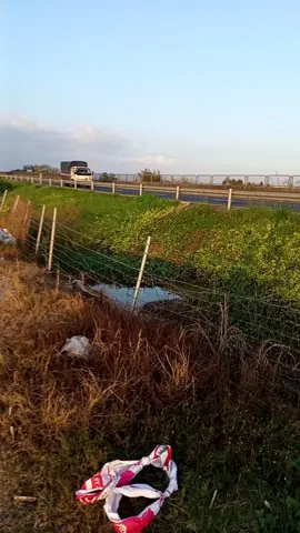 Mộng hoa sim💃💃🕺💃🕺#basuri #xuhuongtiktok #xuhuong #xh #xetai 