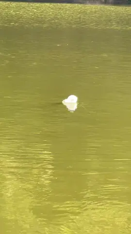 #fishing #lure #lurefishing 