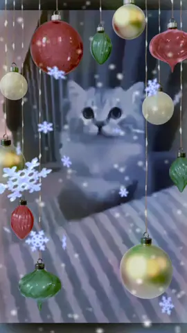 This thing. #fyp #foryoupage #cat #viral #tiktok