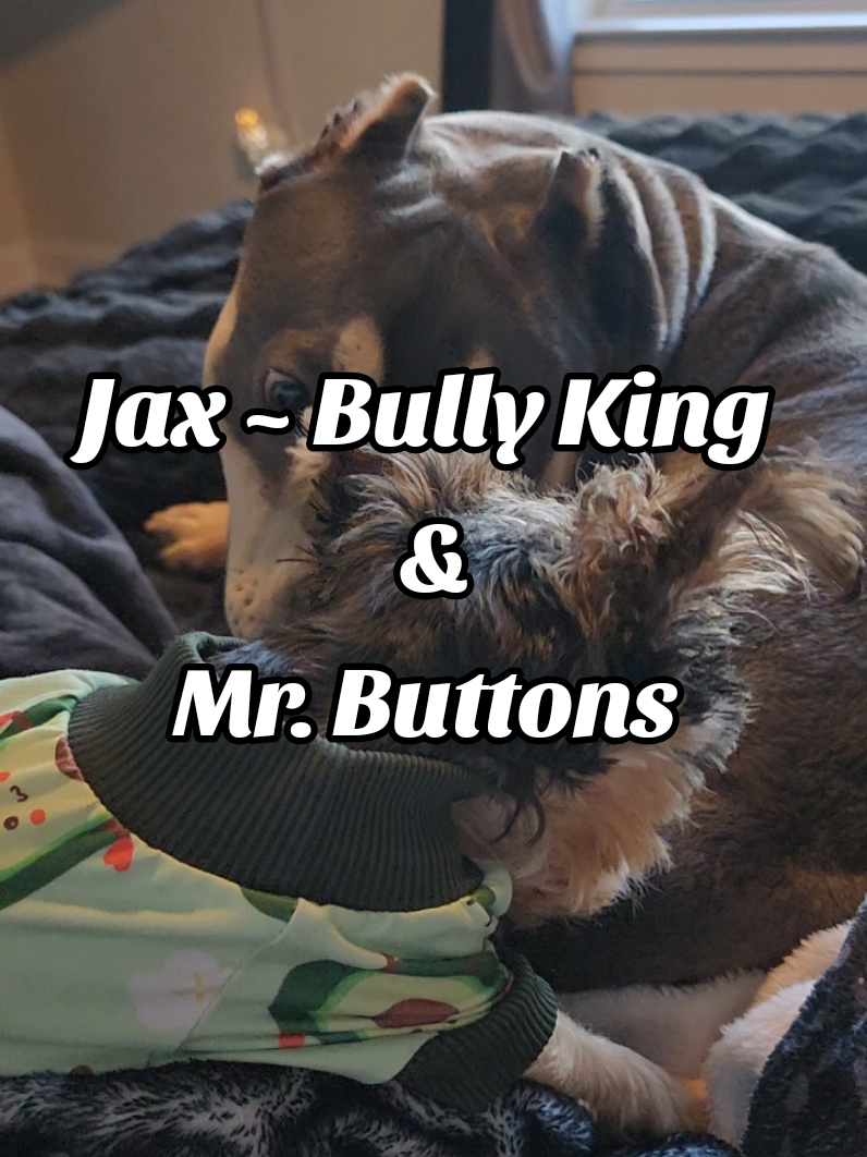 Perfect Morning....❤️ #americanbully  #yorkie 