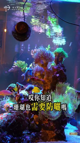 你知道珊瑚其實也需要「防曬」嗎？ Davy 哥這缸設缸半年， 屬於 SPS、LPS、軟體高密度混養系統， 現場發現米粉開始黑化。 不是水質問題、也不是營養失衡， 經 PAR meter 實測確認： 👉 光譜比例錯誤 👉 有效 PAR 不足 長期光照異常會讓 共生藻增生、螢光蛋白合成下降， 顏色慢慢退掉變黑。 本次即時修正光譜與光強度， 搭配補充 Moore 氨基酸與顯色微量元素 提供合成螢光蛋白需要的營養來源， 協助顏色回穩。 這缸從開缸到現在 全程使用 Moore 系統活菌 穩定菌相循環。 混養能穩， 不是靠運氣， 而是光、菌、水、營養的整體平衡。 👉 你家米粉也曾黑掉過嗎？留言聊聊。 #海派珊瑚   #珊瑚光譜 #MooreSystem   #混養造景   #ReefAquarium  