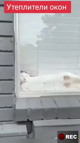 #кот #кошка #котик #котенок #котейка #котёночек #котики #котеи #котята #врек #реки #рекомендации #fentysuperbrandday #LanguageLearning 