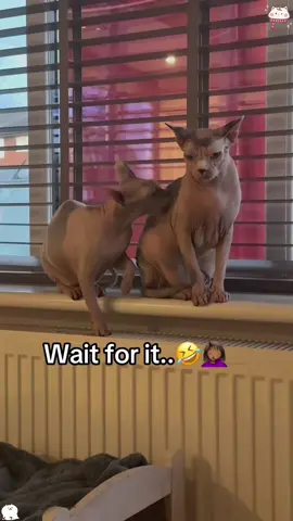 Hairless cats fighting like two over caffeinated goblins 😈 🐈 #funny#cat#fyp#tiktok#usa
